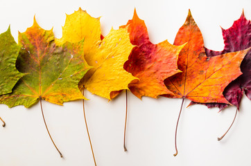 autumn leaves