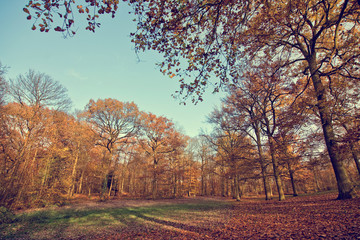 Forest in autumn, vintage process