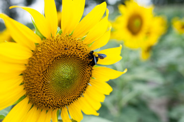 sunflower in the garden with bee