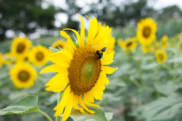 sunflower in the garden with bee