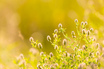 flowers on meadow at summer time