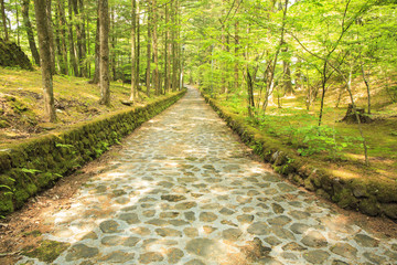 長野県軽井沢町　新緑の幸福の谷