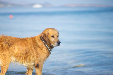 Brown Dog Think at Aegean Sea Beach