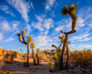 Sunrise at Joshua Tree with a great sky!
