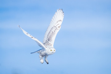 Snowy Owl in flight © Rikk Flohr