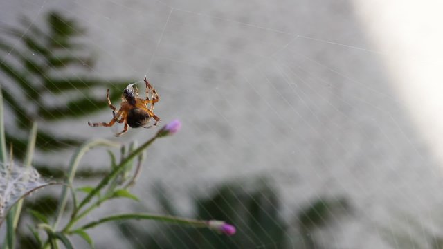 Une araign&eacute;e mange une fourmi