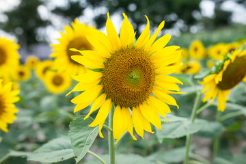 sunflowers in the green garden