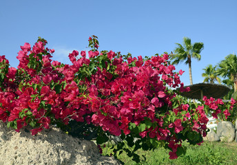 Blooming bougainvillea bush in tropical garden close up.