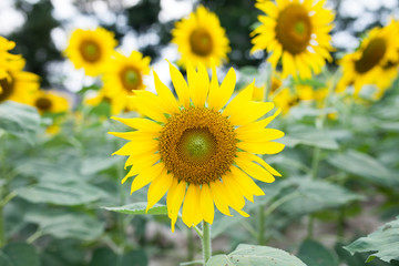 Fototapeta premium sunflowers in the green garden