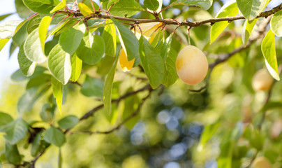 Yellow plums on the tree