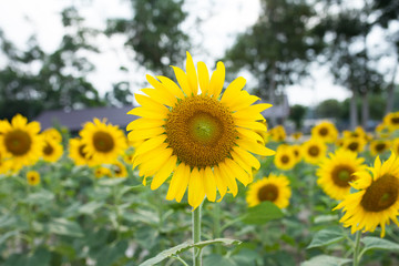 Obraz premium sunflowers in the green garden