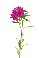 pink aster isolated on white background