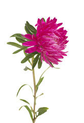 pink aster isolated on white background