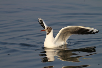 Seagull landing in water with reflections