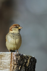 Sparrow on tree stomp
