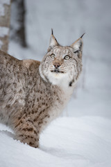 Naklejka premium Lynx Wild Cat