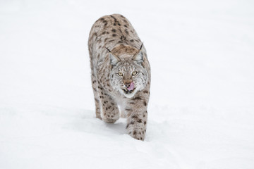 Lynx Wild Cat
