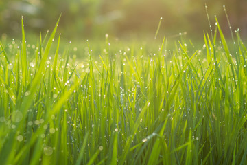 Morning Light in rice
