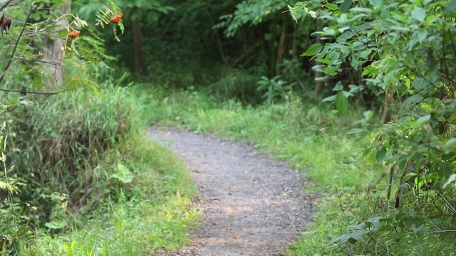 chemin