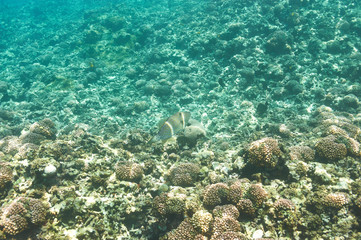 Coral reef and fish