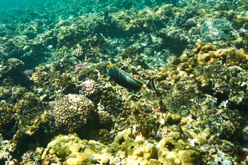 Coral reef and fish