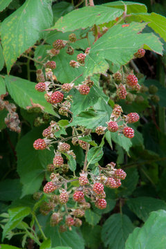 Bush full of ripening blackberries.