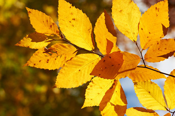Autumn yellow leaves background