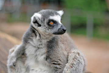 Ring tailed lemur in a Zoo