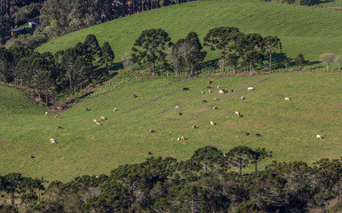 Bovinos pastando no campo © JCLobo