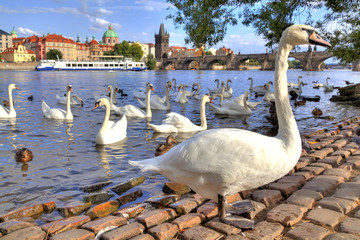Schwäne und Enten am Strand der Moldau in Prag in der Tschechischen Republik, im Hintergrund die...