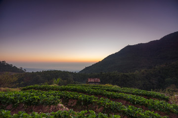 Morning  in strawberry field