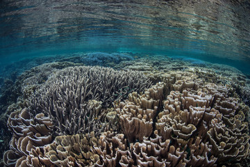 Beautiful Reef in Coral Triangle