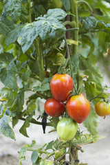 Tomatoes