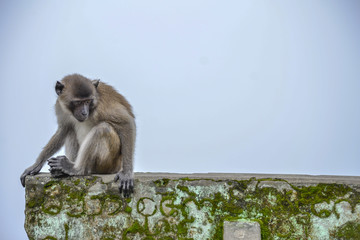 Obraz premium monkeys in the jungle