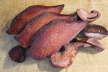 Fistulina hepatica fungus