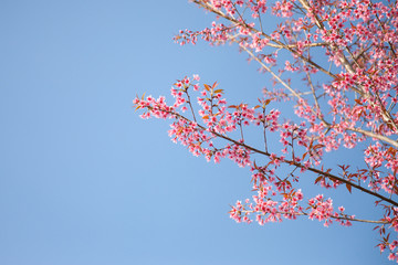 Himalayan Cherry (Prunus cerasoides) blooming.