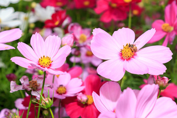 Cosmos flowers