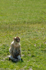 Affe schaut nach oben