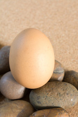 brown chicken egg