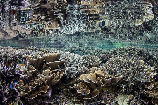Fragile Coral Reef in Shallows