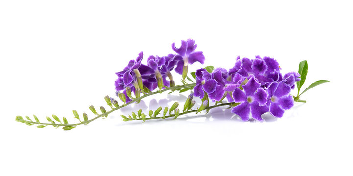Fototapeta Purple flowers on white background
