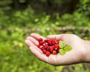 a handful of wild strawberries with leaf in the the palm, in the forest on a background of greenery