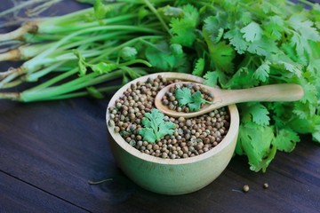 Fresh coriander and dried seeds