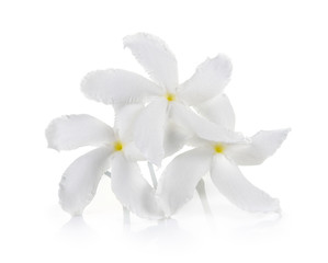 Naklejka na ściany i meble white flower on white background