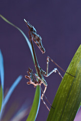 Empusa Pennata Female purple background