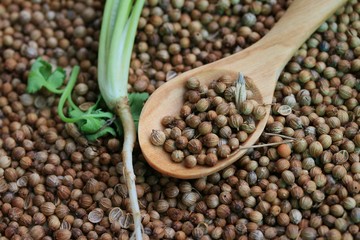 Fresh coriander and dried seeds