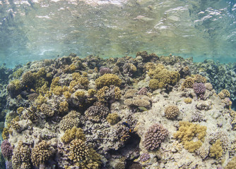 Naklejka na ściany i meble Tropical coral reef scene underwater