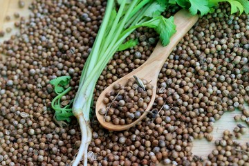Fresh coriander and dried seeds