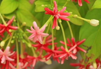 Fototapeta premium The Pink Red flower Garden in Thailand on Sunny day