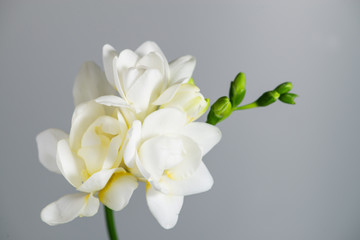 Fototapeta na wymiar The branch of white freesia with flowers and buds on a gray back